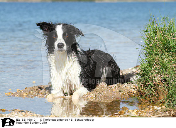 liegender Border Collie / lying Border Collie / SS-46819