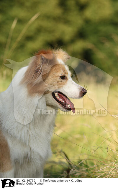 Border Collie Portrait / Border Collie Portrait / KL-16739