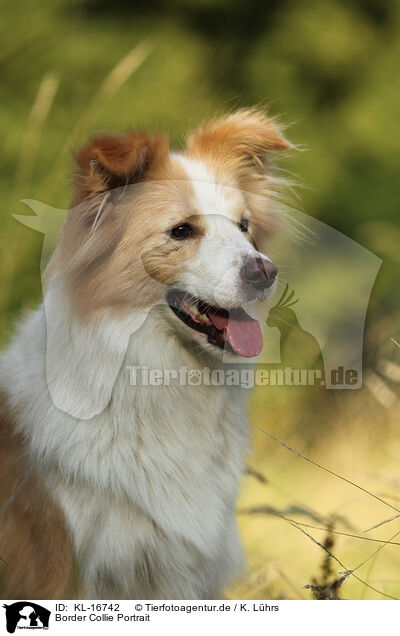 Border Collie Portrait / Border Collie Portrait / KL-16742
