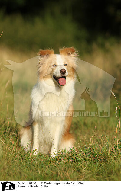 sitzender Border Collie / sitting Border Collie / KL-16746