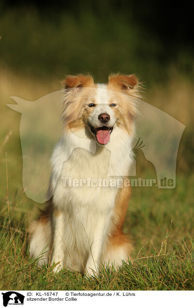 sitzender Border Collie / sitting Border Collie / KL-16747