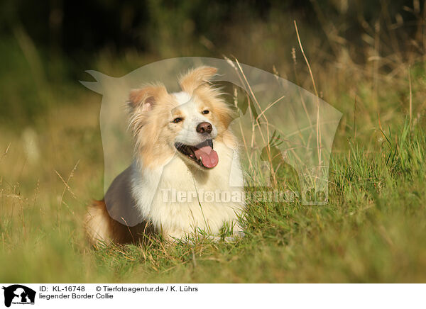 liegender Border Collie / lying Border Collie / KL-16748