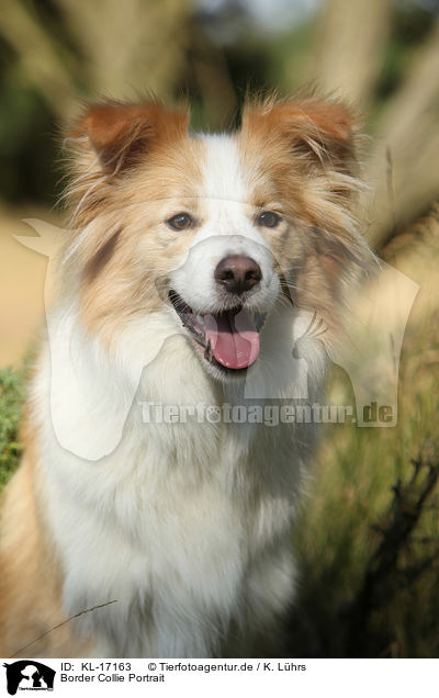 Border Collie Portrait / Border Collie Portrait / KL-17163