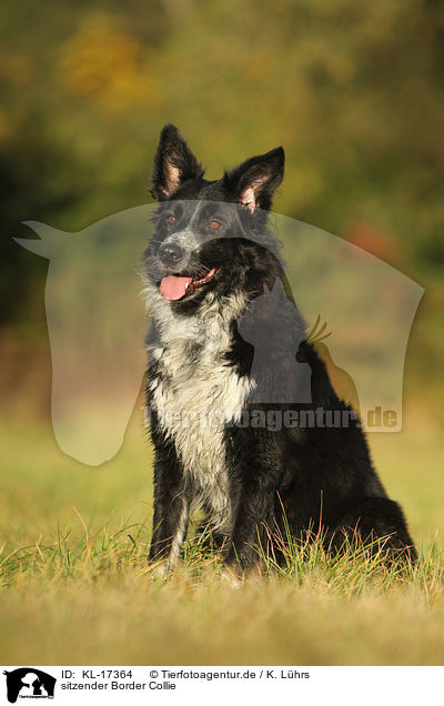 sitzender Border Collie / sitting Border Collie / KL-17364