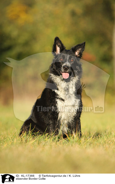 sitzender Border Collie / sitting Border Collie / KL-17366
