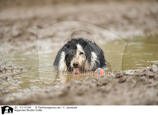 liegender Border Collie / lying Border Collie / YJ-13180