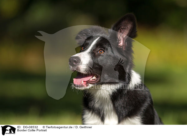 Border Collie Portrait / Border Collie Portrait / DG-08532