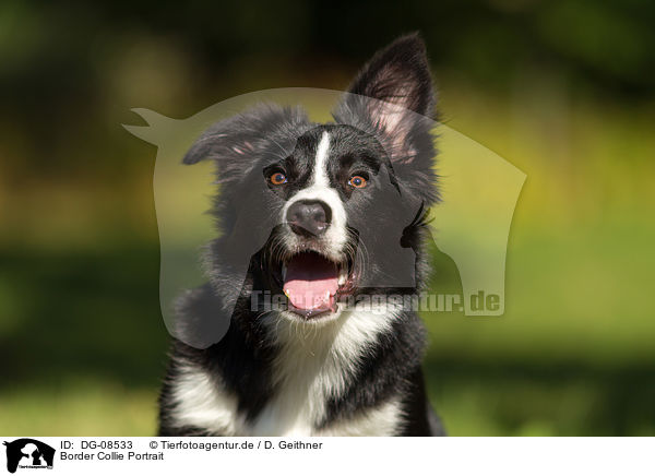 Border Collie Portrait / Border Collie Portrait / DG-08533
