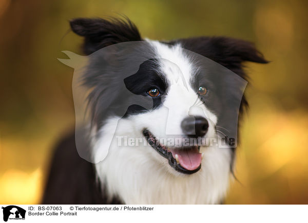 Border Collie Portrait / Border Collie Portrait / BS-07063