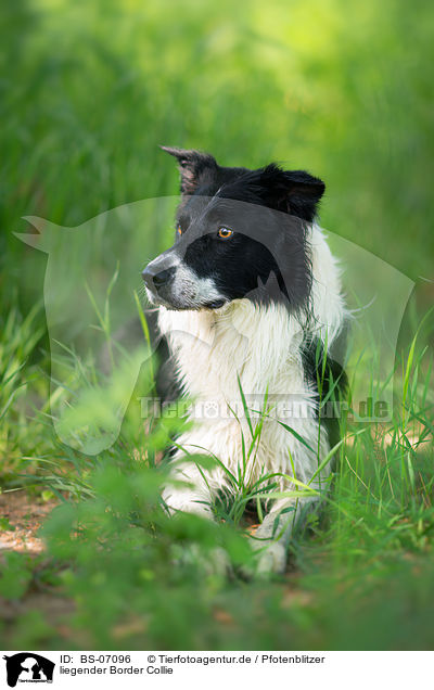 liegender Border Collie / lying Border Collie / BS-07096