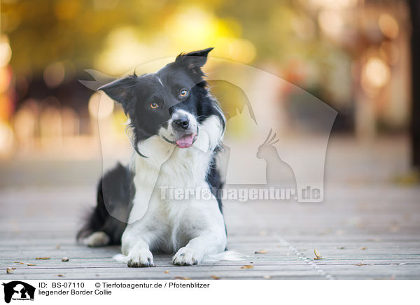 liegender Border Collie / lying Border Collie / BS-07110