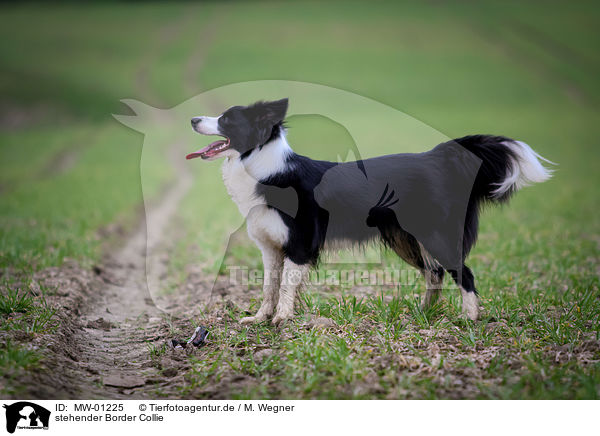 stehender Border Collie / standing Border Collie / MW-01225
