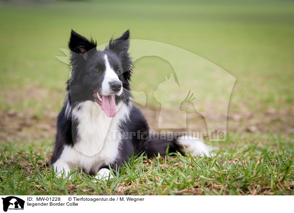 liegender Border Collie / lying Border Collie / MW-01228