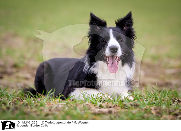 liegender Border Collie / lying Border Collie / MW-01229
