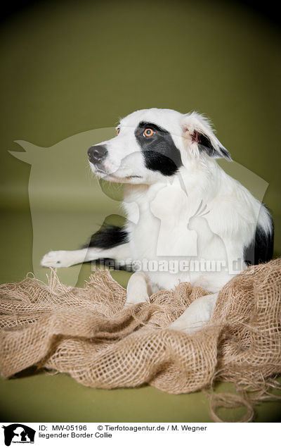 liegender Border Collie / lying Border Collie / MW-05196