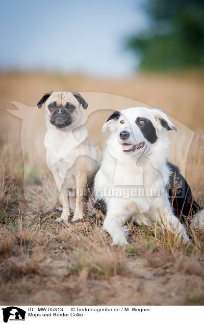 Mops und Border Collie / Pug and Border Collie / MW-05313