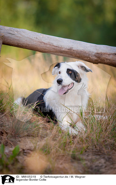liegender Border Collie / lying Border Collie / MW-05319