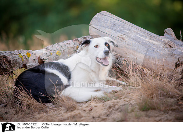 liegender Border Collie / lying Border Collie / MW-05321