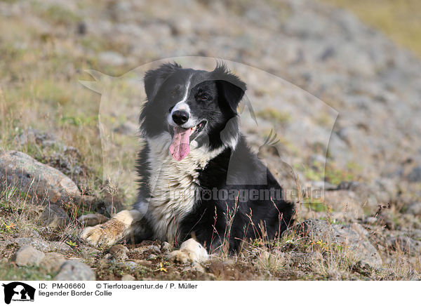 liegender Border Collie / lying Border Collie / PM-06660