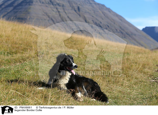 liegender Border Collie / lying Border Collie / PM-06661