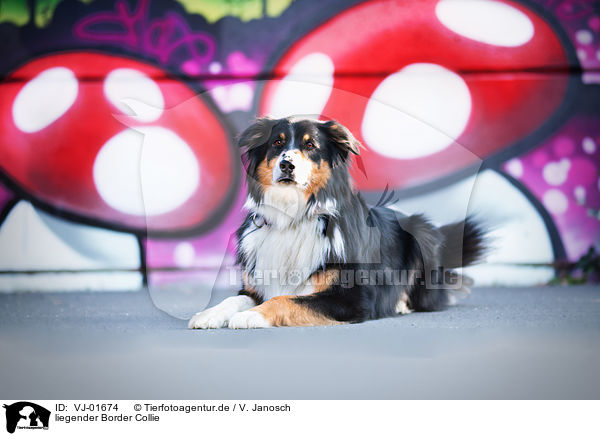 liegender Border Collie / lying Border Collie / VJ-01674