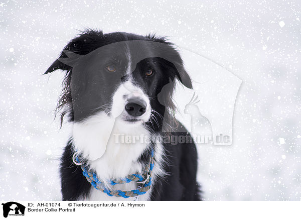 Border Collie Portrait / Border Collie portrait / AH-01074