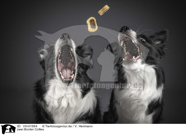 zwei Border Collies / two Border Collies / VH-01664