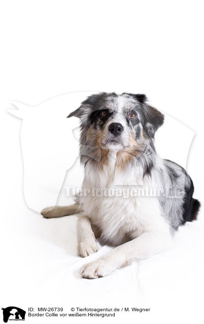 Border Collie vor wei�em Hintergrund / Border Collie in front of white background / MW-26739