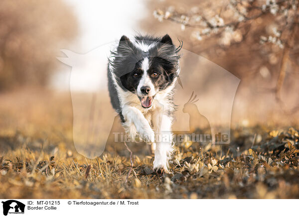 Border Collie / Border Collie / MT-01215