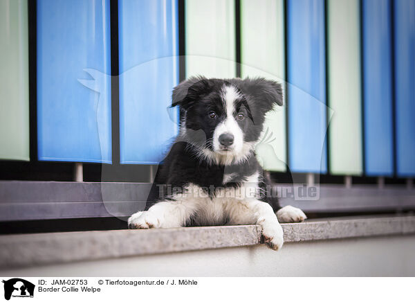 Border Collie Welpe / Border Collie Puppy / JAM-02753