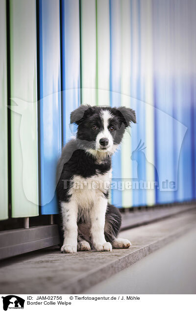 Border Collie Welpe / Border Collie Puppy / JAM-02756