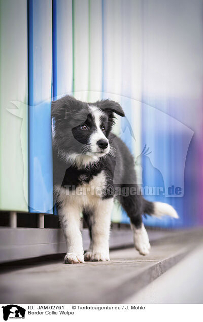 Border Collie Welpe / Border Collie Puppy / JAM-02761