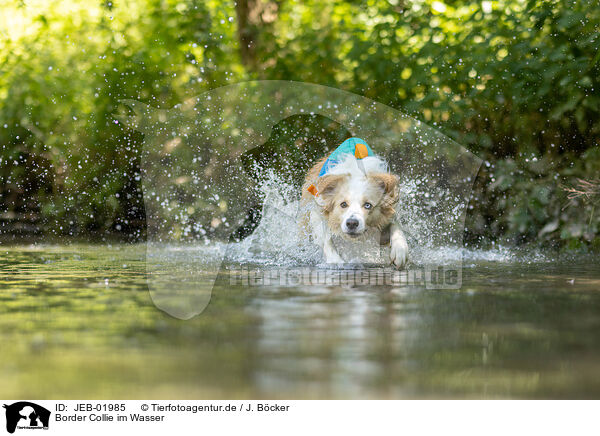 Border Collie im Wasser / Border Collie in water / JEB-01985
