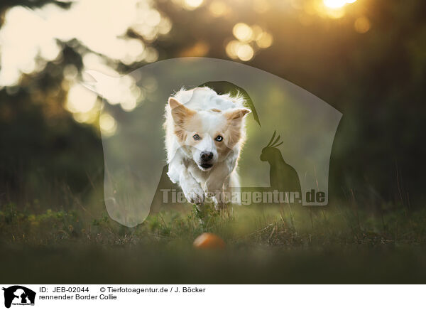 rennender Border Collie / running Border Collie / JEB-02044