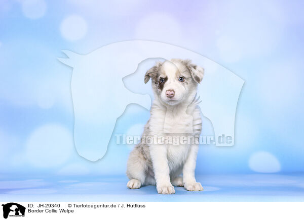Border Collie Welpe / Border Collie Puppy / JH-29340