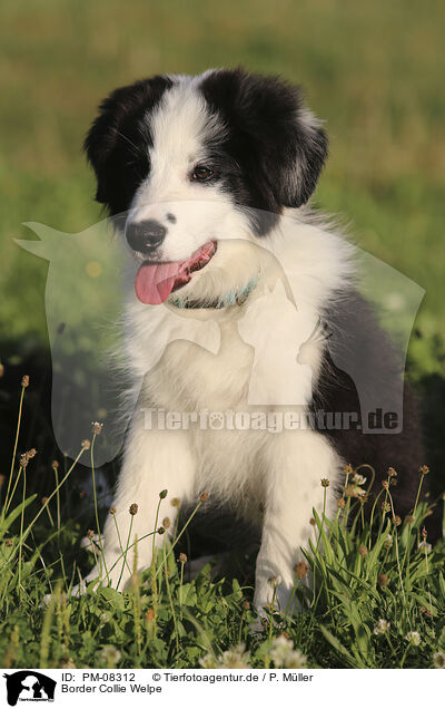 Border Collie Welpe / Border Collie puppy / PM-08312