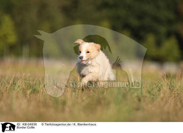 Border Collie / Border Collie / KB-08936