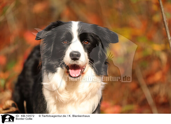 Border Collie / Border Collie / KB-10572