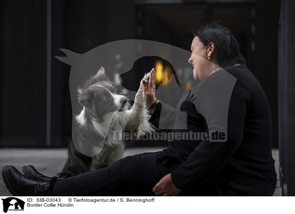 Border Collie H�ndin / female Border Collie / SIB-03043