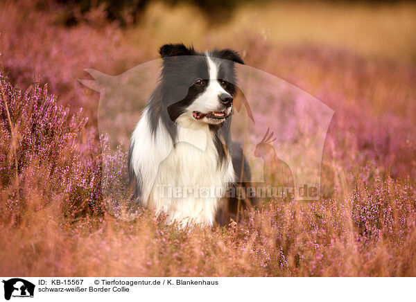 schwarz-wei�er Border Collie / black-white Border Collie / KB-15567
