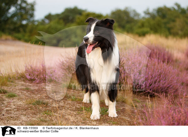 schwarz-wei�er Border Collie / black-white Border Collie / KB-15569