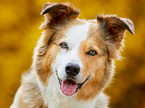 Border Collie im Herbst