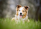 liegender Border Collie