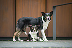 Border Collies