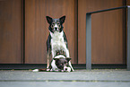 Border Collies