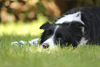 schwarz-wei�er Border Collie