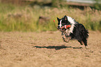 schwarz-wei�er Border Collie