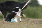Border Collie Welpe