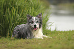 blue-merle Border Collie