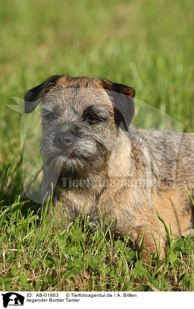 liegender Border Terrier / lying Border Terrier / AB-01863